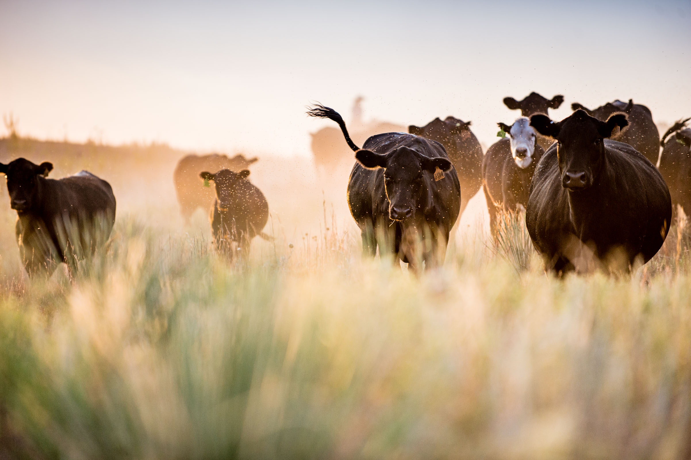 animals_17_09_13_Cattle_Giles-171-2