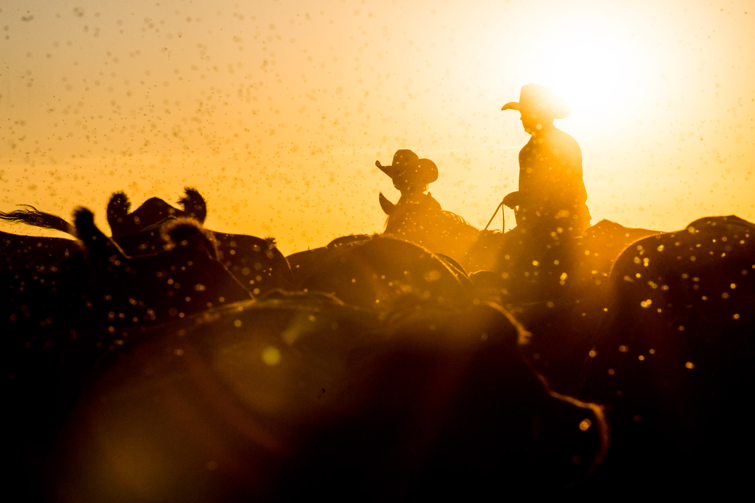 rancher_17_09_13_Cattle_Giles-186